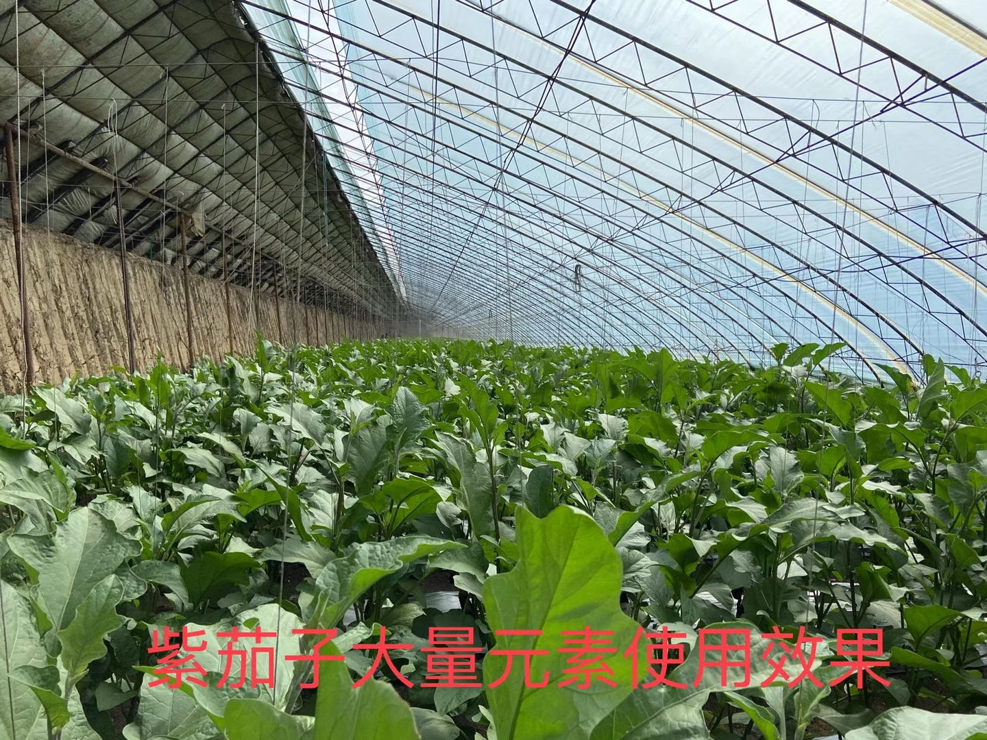 立杉水溶肥的效果怎么樣？看看在茄子上效果反饋