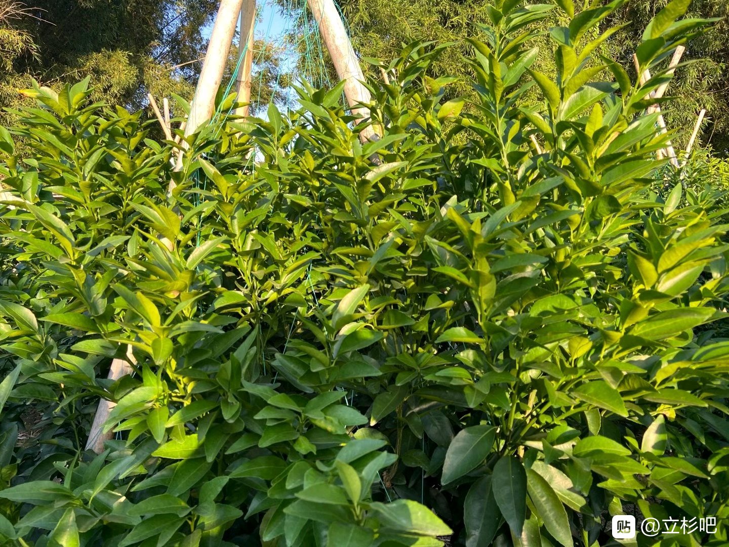 上海立杉炭基肥的效果好嗎？大家看看在柑橘上的效果